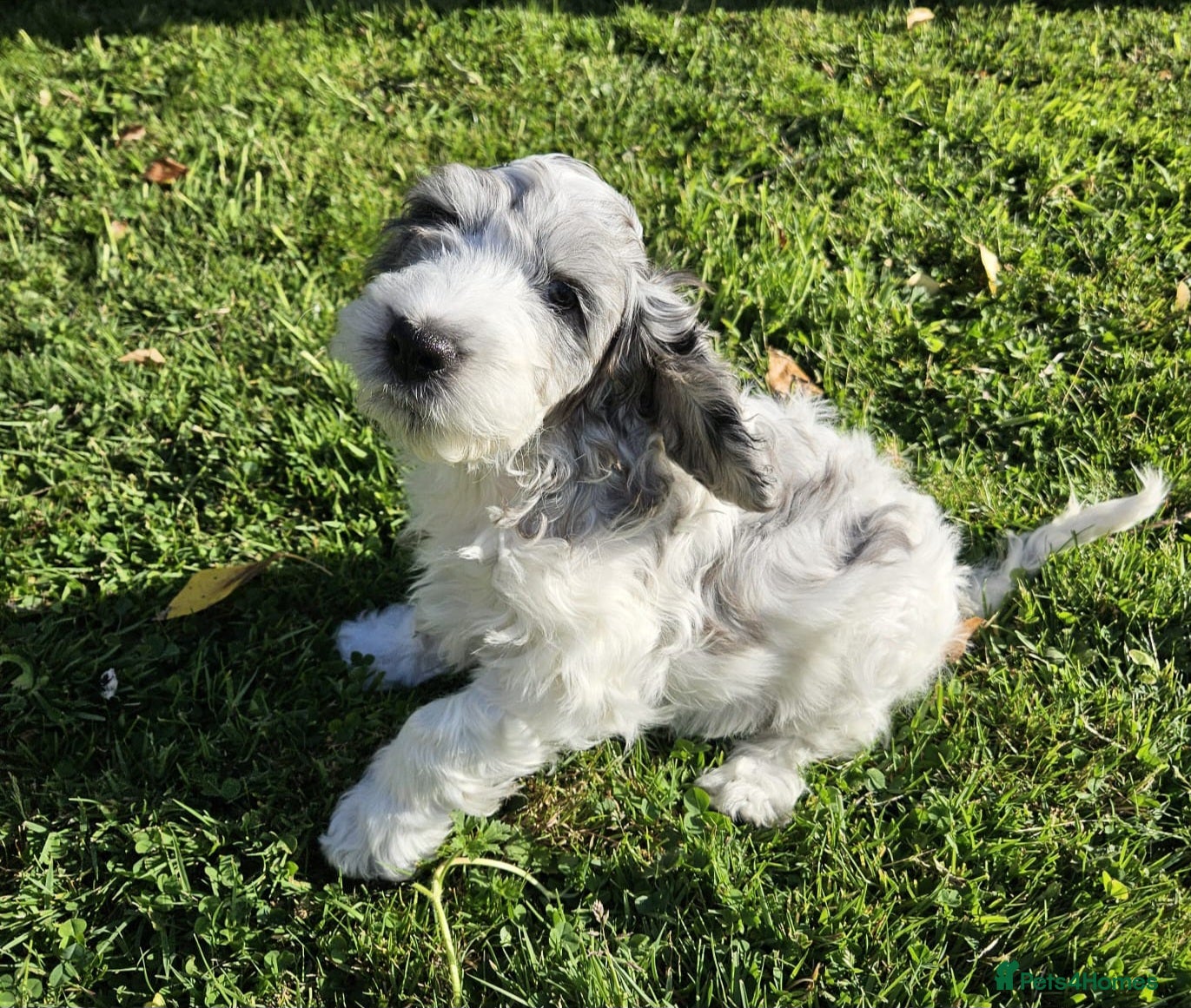 Cockapoo dogs Beautifully coloured f1 cockapoo pups - Advert 1