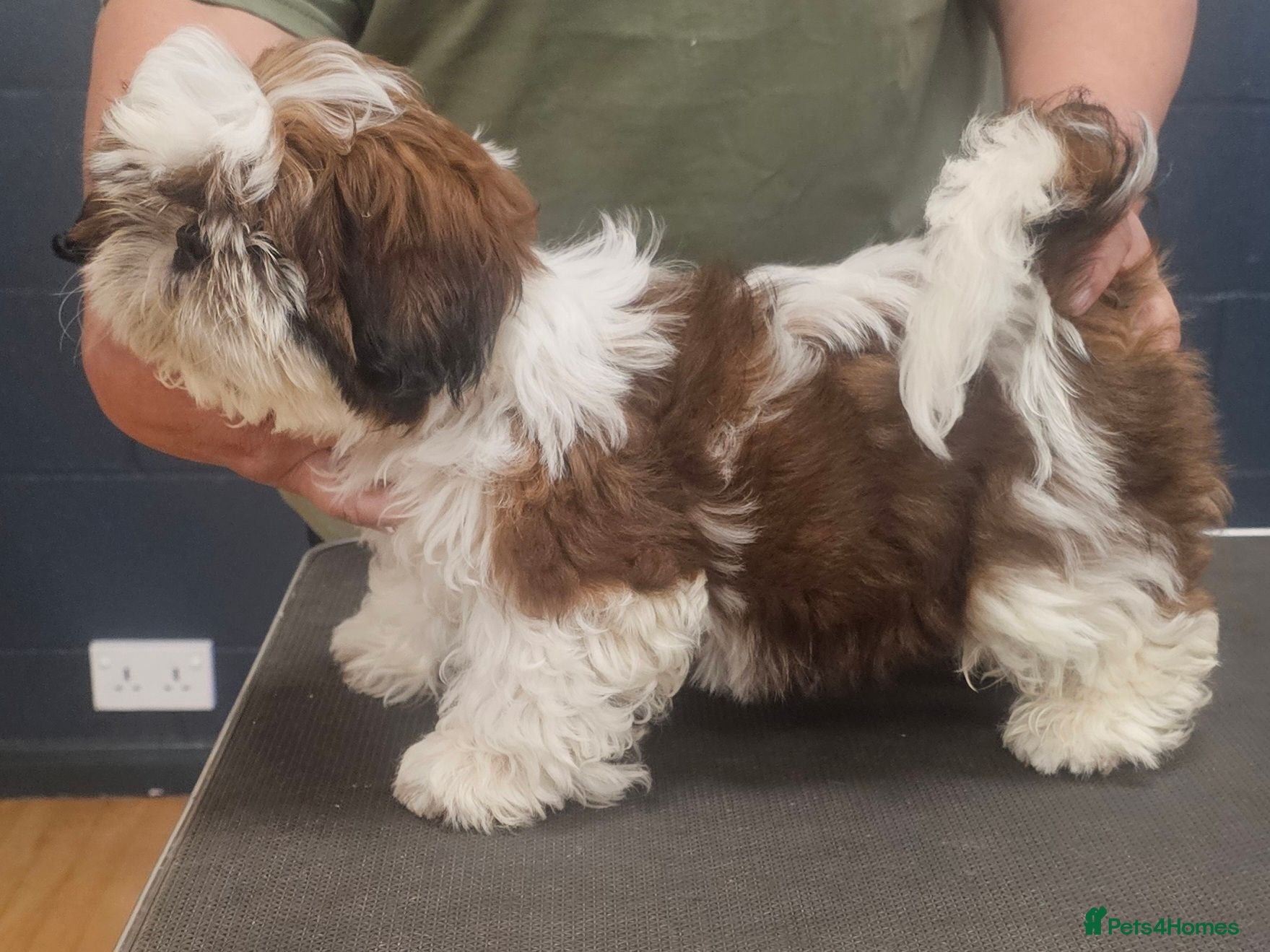 Shih Tzu dogs  Show potential KC reg. standard shih tzu pup - Advert 10