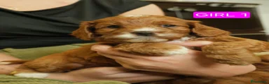 Cavapoo 3