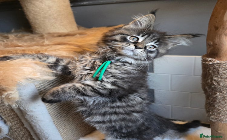 Maine Coon cats - Advert 1