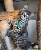 Maine Coon cats - Advert 13