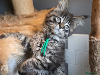 Maine Coon cats - Advert 1