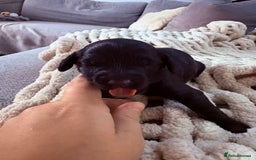 Sproodle dogs for sale: F2 Sproodle Puppies - Image 3