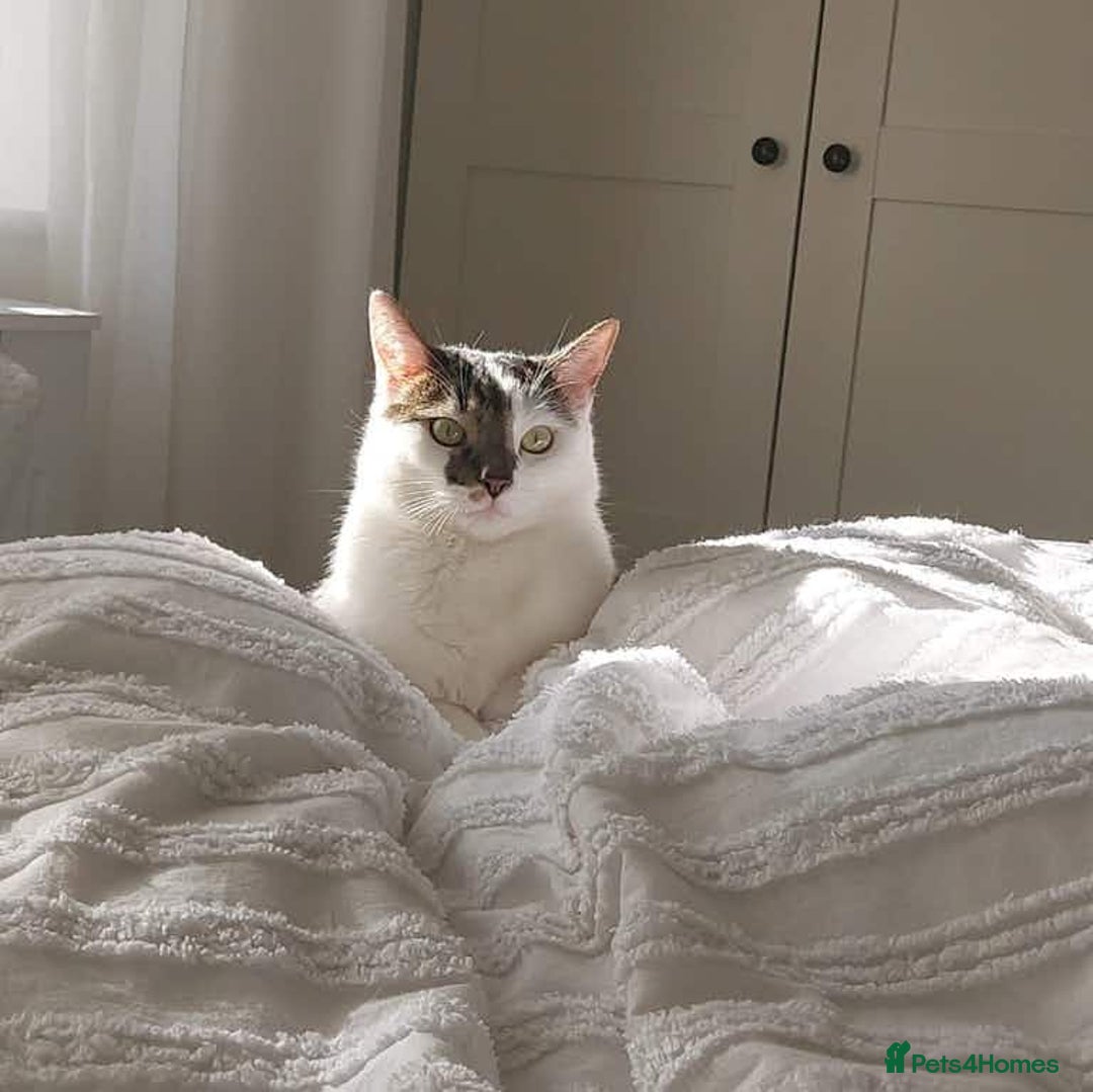 Domestic Shorthair cats for sale: Nala (5) & Kiara (1) - Advert 2