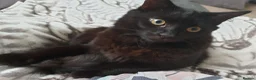 Mixed Breed cats for sale: Beautiful Male Neutered Black House Cat - Advert 8