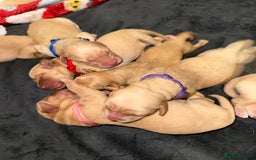 Labrador Retriever dogs for sale: Red fox Labradors - Image 2