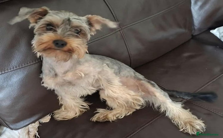 Yorkshire Terrier dogs - Advert 6
