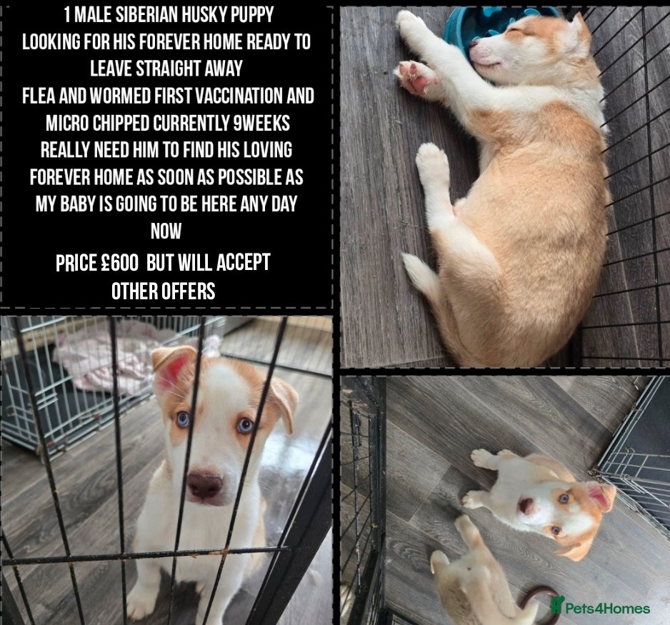 Siberian Husky dogs HUSKY PUP READY TO LEAVE NOW! Light tanned  - Advert 9
