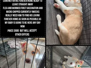 Siberian Husky dogs HUSKY PUP READY TO LEAVE NOW! Light tanned - Advert 9