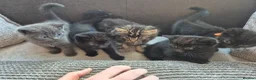 Mixed Breed cats for sale: Bouncy Kittens for Sale in Poole - Advert 10