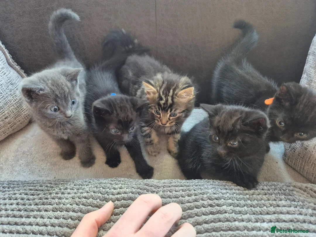 Mixed Breed cats for sale: Bouncy Kittens for Sale in Poole - Advert 10