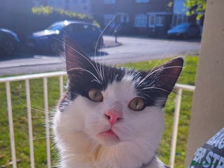 Mixed Breed cats reluctant sale - Advert 1