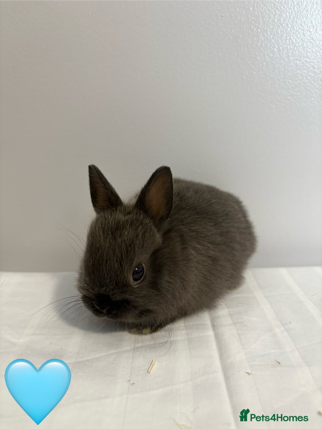 Netherland Dwarf rabbits for sale: 4 x Netherland Dwarf Bunnies 🐰  - Image 6