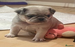 Pug dogs for stud: KC reg silver pug for stud  in Wolverhampton - Image 21