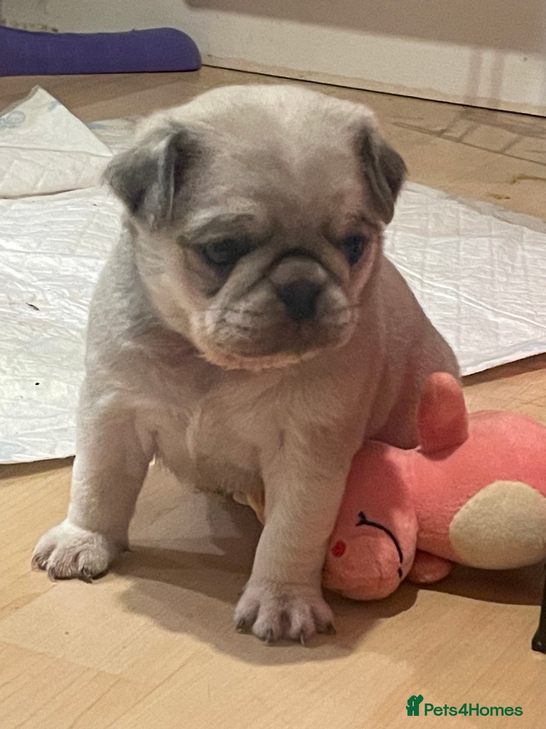 Pug dogs for stud: KC reg silver pug for stud  in Wolverhampton - Image 21