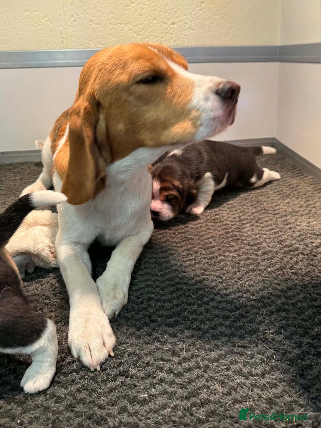 Beagle dogs for sale: Dialynne have puppies available  - Advert 11