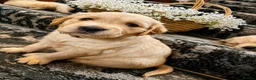 Golden Retriever dogs for sale: Available from Setember Golden Retrievers  - Advert 7