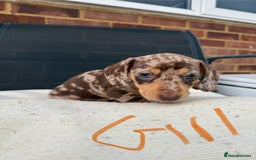 Miniature Dachshund dogs for sale: Miniature Dachshund - Image 2