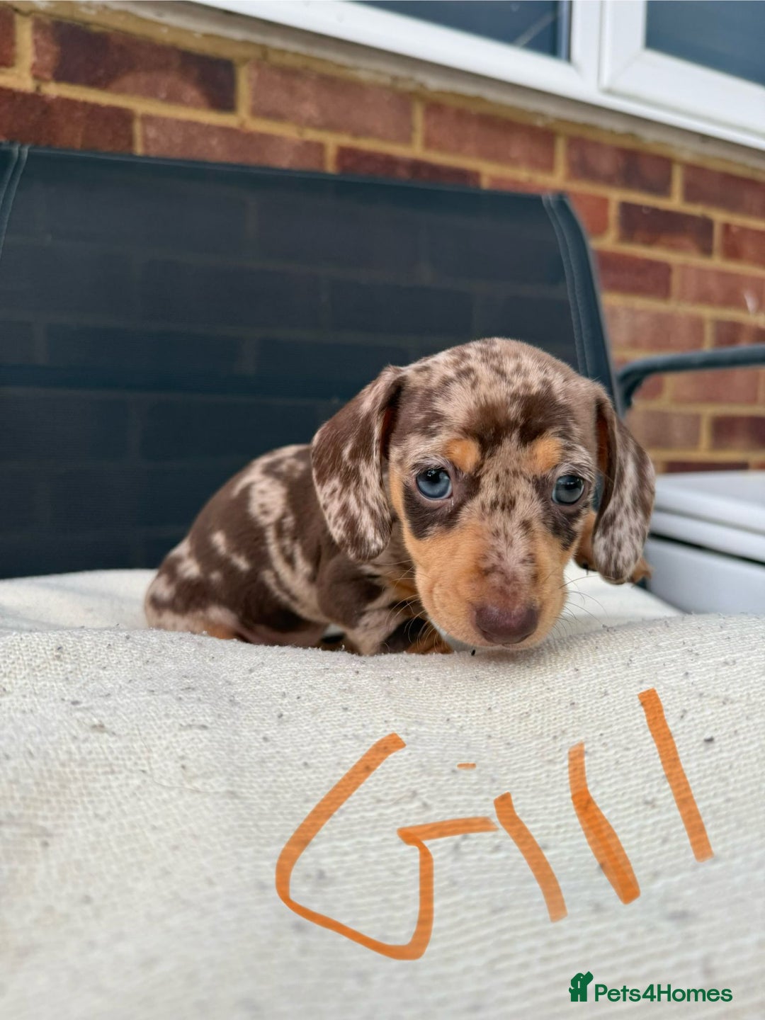 Miniature Dachshund dogs for sale: Miniature Dachshund - Image 2