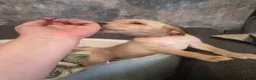 Goldador dogs for sale: Gorgeous F1 Goldador puppies from excellent lines - Advert 36