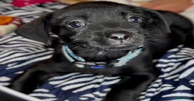 Mixed Breed dogs - Advert 9