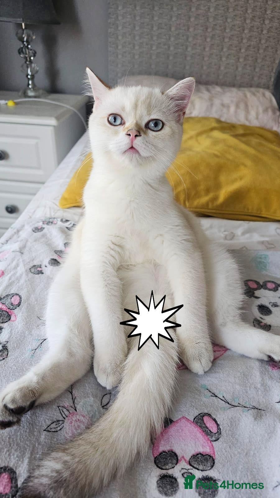 Scottish Fold cats Pedigree😻SF TICA registered😻kittens😻 - Advert 14