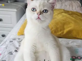 Scottish Fold cats Pedigree😻SF TICA registered😻kittens😻 - Advert 14