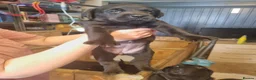 Labrador Retriever dogs for sale: KC Registered Black Labrador Puppies - Advert 4
