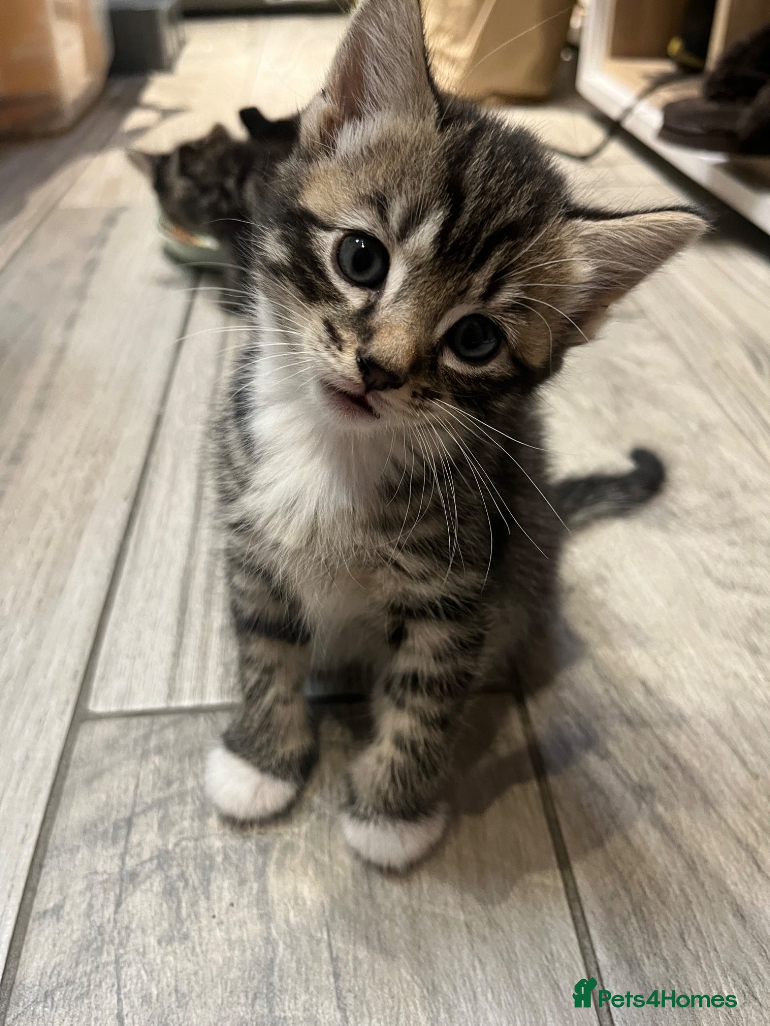 Domestic Shorthair cats for sale: Playful Tabby Kittens Ready in South Ockendon - Advert 10