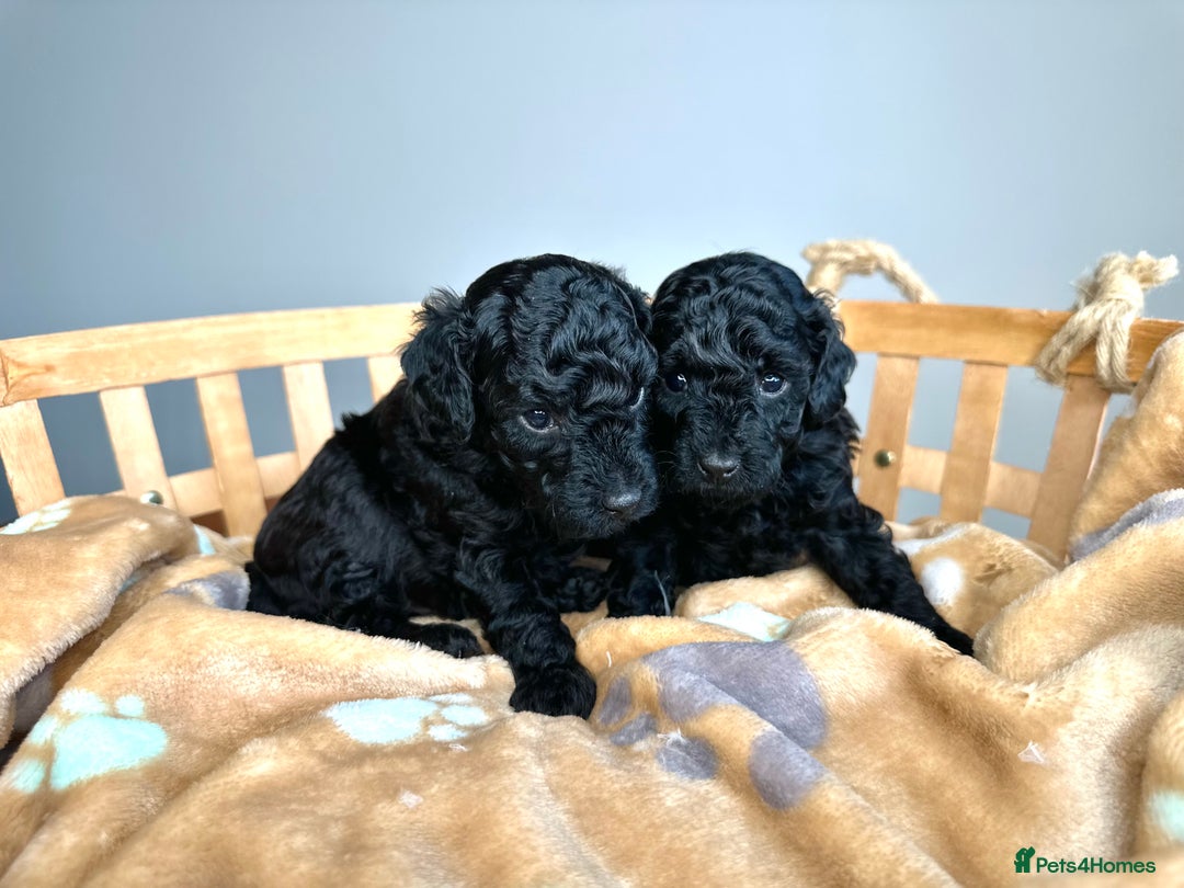 Toy Poodle dogs for sale: 🐾 Toy Poodle Puppies for Sale–Champion Bloodline - Image 4