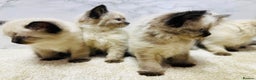 Ragdoll cats for sale: Pure Beautiful Ragdoll Kittens  - Advert 7