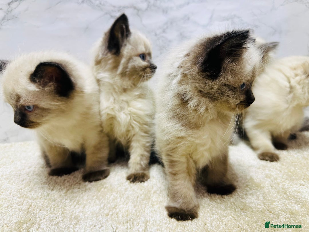 Ragdoll cats for sale: Pure Beautiful Ragdoll Kittens  - Advert 7