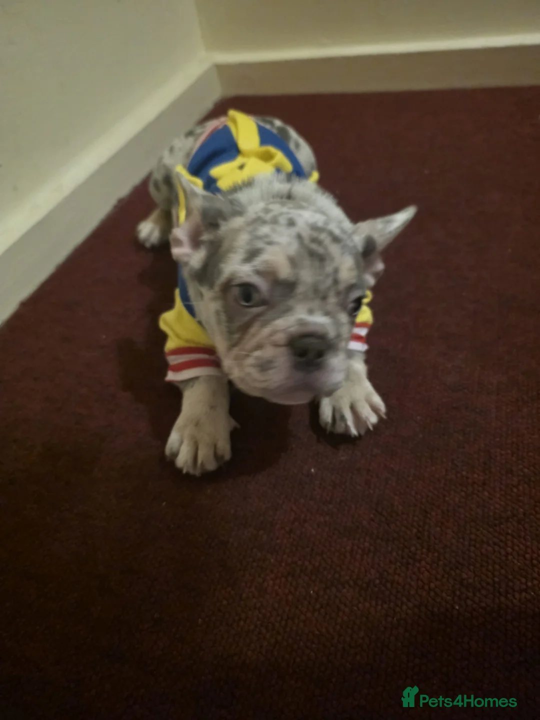 French Bulldog dogs for sale: The perfect boy🥺 french bulldog  in Mitcham - Advert 2