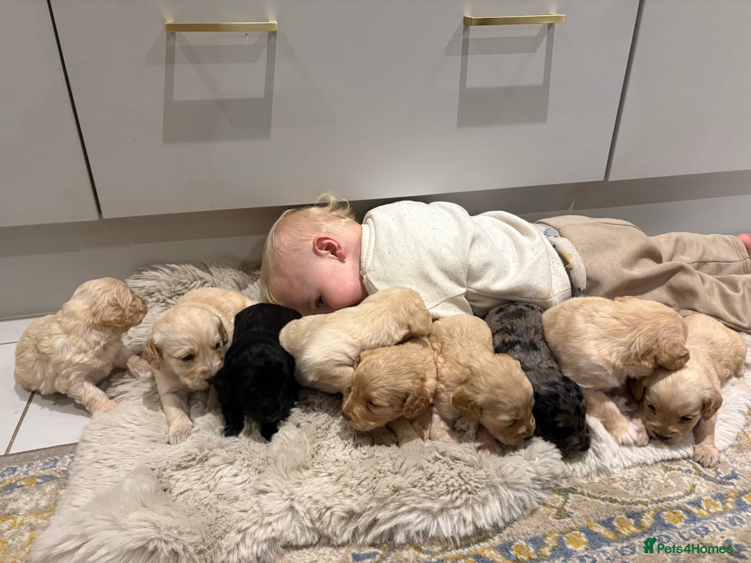 Labradoodle dogs for sale: Miniature Labradoodle Pups - Image 36