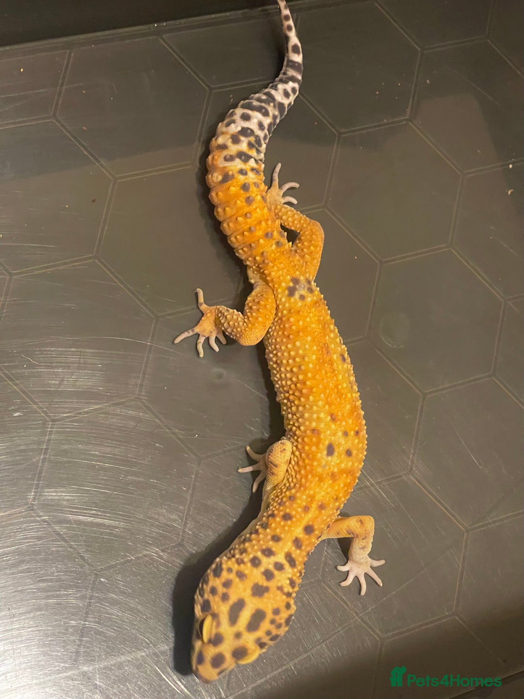 Leopard Gecko reptiles for sale: Male Leopard Gecko  - Image 4
