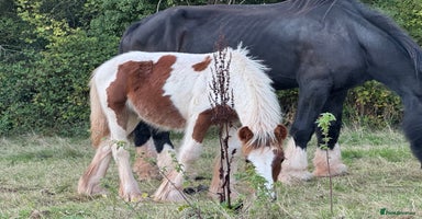 Irish Cob horses - Advert 4