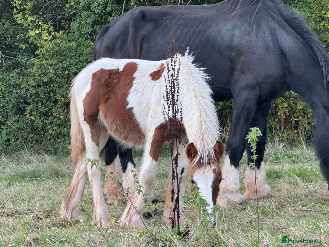 Irish Cob horses for sale: Chesney the Skewbald baby  - Image 3