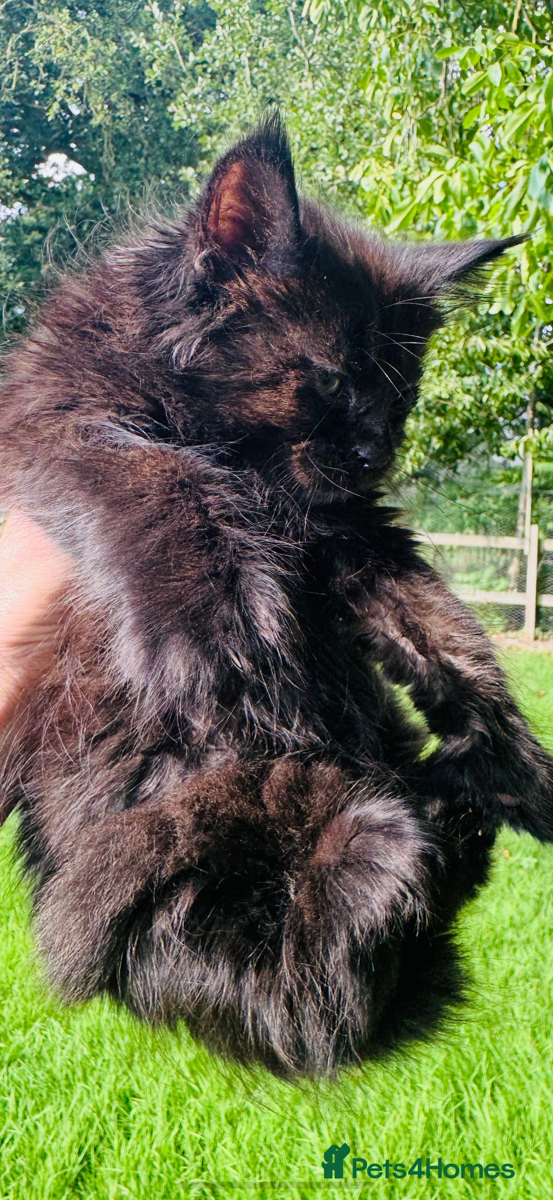 Maine Coon cats for sale: Stunning Pure Breed Maine Coon Kittens  - Image 13