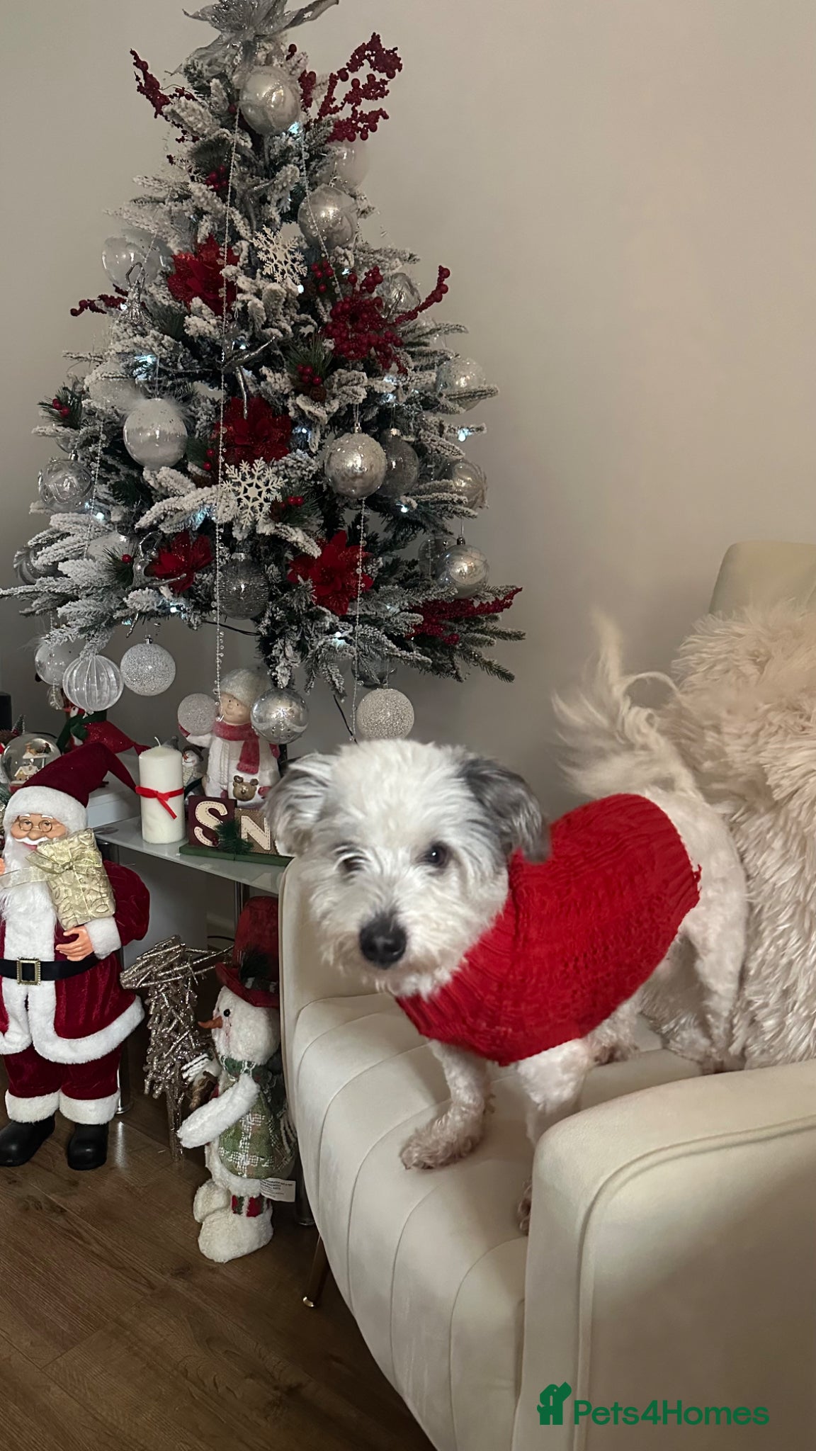 Bichon Frise dogs Bichon Maltese-Male 2 years old  - Advert 5