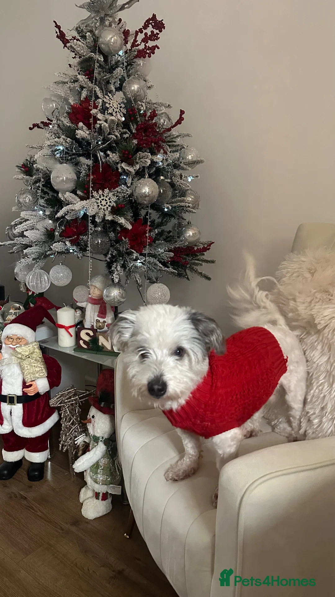 Bichon Frise dogs for sale: Bichon Maltese-Male 2 years old  in Manchester - Advert 1