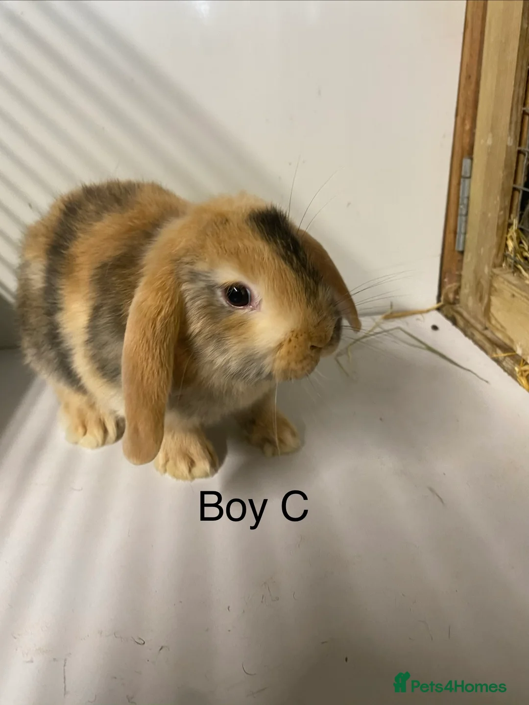 Mini Lop rabbits for sale: Beautiful Mini Lop Bunnies  - Advert 7
