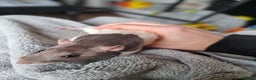 Rat rodents for sale: 4 young female rats with enclose for sale - Advert 5