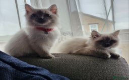Ragdoll cats for sale: Adorable ragdoll kittens  - Image 4