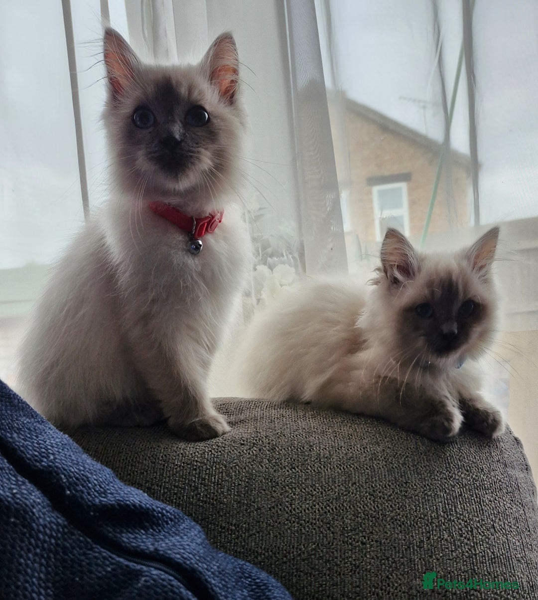 Ragdoll cats for sale: Adorable ragdoll kittens  - Image 4