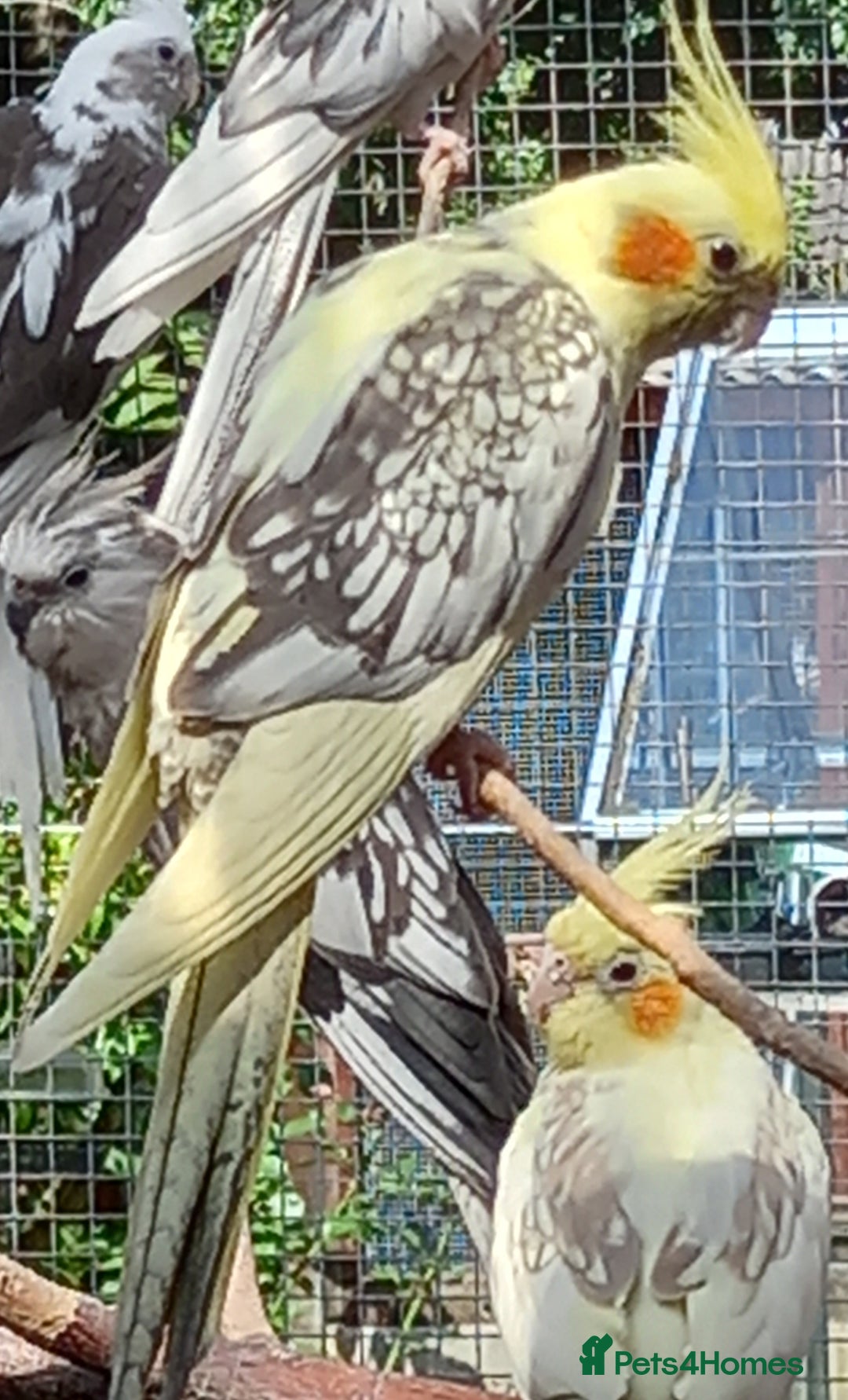 Cockatiels birds for sale: Young cockatiels for sale, £100 each, sandbach - Image 5