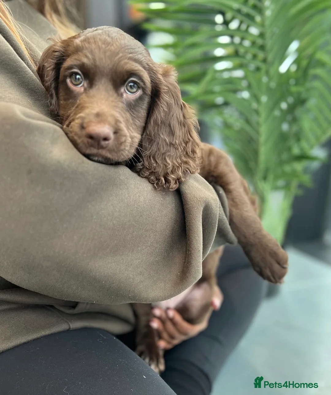Cockapoo dogs for sale: F2 beautiful cockapoo puppies  in Leamington Spa - Advert 26