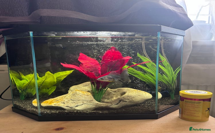 Fancy Goldfish fish - Advert 1