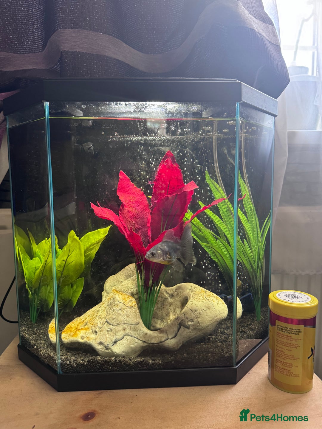 Fancy Goldfish fish for sale: Goldfish with tank - Image 1