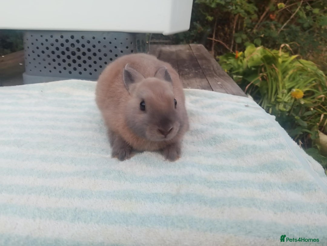Netherland Dwarf rabbits for sale: Pretty Netherland Dwarf Baby Rabbits - Image 2
