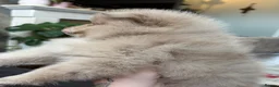 Pomeranian dogs for sale: 100% POM!🐻DNA&HEALTH TESTED!🧬 - Advert 9